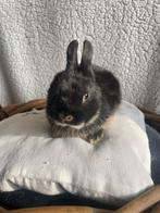 Dwerg konijnen/kleurdwerg, Meerdere dieren, Dwerg, 0 tot 2 jaar