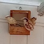 Huismussen, Dieren en Toebehoren, Vogels | Overige Vogels, Mannelijk, Geringd