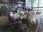 Dekrammen, Dieren en Toebehoren, Schapen, Geiten en Varkens, Mannelijk, Schaap, 0 tot 2 jaar