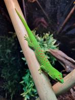 Phelsuma Grandis - Reuzen Madagascar Daggekko, Dieren en Toebehoren, Reptielen en Amfibieën, 0 tot 2 jaar, Hagedis