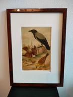 Chromolitho Litho A. Haase Praag Vogels Vogel Birds 1888, Antiek en Kunst, Ophalen of Verzenden