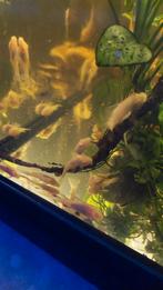 Ancistrus albino meerval., Dieren en Toebehoren, Vissen | Aquariumvissen, Vis, Zoetwatervis