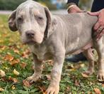 American Bully XXL, 15 weken tot 1 jaar, Overige rassen, CDV (hondenziekte), Meerdere