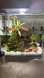 2 aquariums met osmose apparaat en Hanna waarde meter Etc., Dieren en Toebehoren, Vissen | Aquaria en Toebehoren, Ophalen, Gebruikt