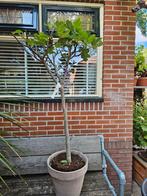 Alle Vijgbomen 30% korting, Ophalen, Zomer, Volle zon, Overige soorten