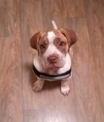 Lieve pup 3 kwart boerboel kwart bordeaux dog., Dieren en Toebehoren, Honden | Bulldogs, Pinschers en Molossers, 15 weken tot 1 jaar