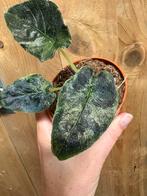 Alocasia antoro velvet variegata plant albo white wit, Ophalen of Verzenden, Halfschaduw, Minder dan 100 cm