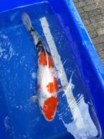 Showa, Karper of Koi