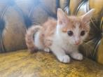 Kittens, Ophalen of Verzenden, Zo goed als nieuw
