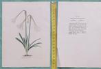 Amaryllis Solandraeflora - Handgekleurde kopergravure, Antiek en Kunst, Kunst | Etsen en Gravures, Ophalen of Verzenden