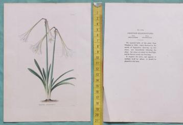 Amaryllis Solandraeflora - Handgekleurde kopergravure beschikbaar voor biedingen