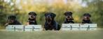 Rottweiler pup teefje, Dieren en Toebehoren, CDV (hondenziekte), 8 tot 15 weken, Teef, Eén hond