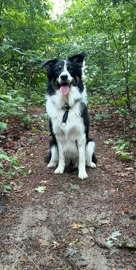 Mix border collie x australian shepherd, Dieren en Toebehoren, Honden | Niet-rashonden, Middel, Teef, Particulier, Eén hond, Nederland