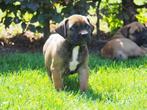 Hele lieve boerboel pups, Dieren en Toebehoren, 8 tot 15 weken, Meerdere, Meerdere dieren, Nederland