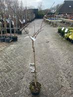 Roodbladige Sierkers op stam - Prunus, Tuin en Terras, Overige soorten, Lente, 100 tot 250 cm, Ophalen