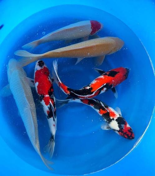 Japanse Koi eigen import Jumbo Nisai nu al 45/55 cm groot, Dieren en Toebehoren, Vissen | Vijvervissen, Karper of Koi