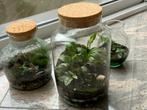 Plant in glazen pot met kurk deksel ecosysteem terrarium, Huis en Inrichting, Kamerplanten, Overige soorten, Minder dan 100 cm