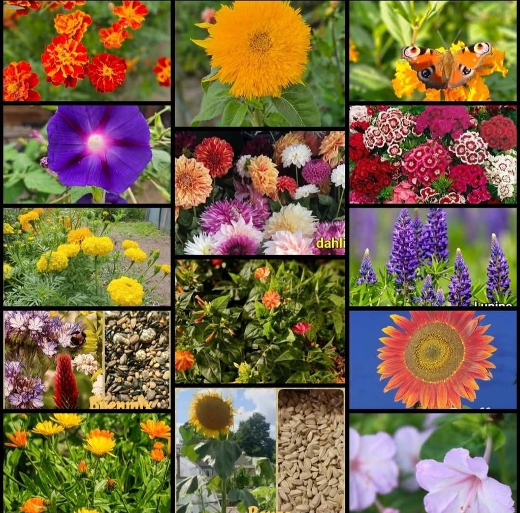 Diverse bloemzaden collectie, Ophalen of Verzenden