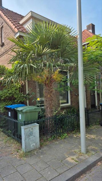 Grote Trachycarpus fortunei, Chinese waaierpalm / henneppalm beschikbaar voor biedingen