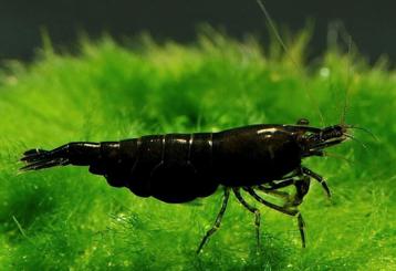 Neocaridina Davidi Black Rose garnalen  beschikbaar voor biedingen