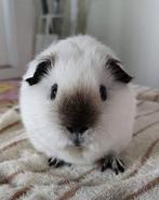 Gezocht: jong wit california cavia zeugje (cali-zwart), Dieren en Toebehoren, September, Vrouwelijk, Cavia