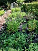 Hobbykwekerij de Zonnehoed, eigen gekweekte tuinplanten, Volle zon, Vaste plant, Zomer, Ophalen