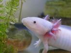 leucistic axolotl  Ruilen man voor vrouw, Dieren en Toebehoren, Vissen | Aquariumvissen, Vis