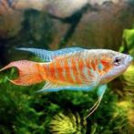 macr.opercularis paradijsvis rood €4,95, Dieren en Toebehoren, Vissen | Aquariumvissen, Vis, Zoetwatervis
