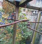 Kastanjeruglijster, Dieren en Toebehoren, Vogels | Overige Vogels, Meerdere dieren, Geringd