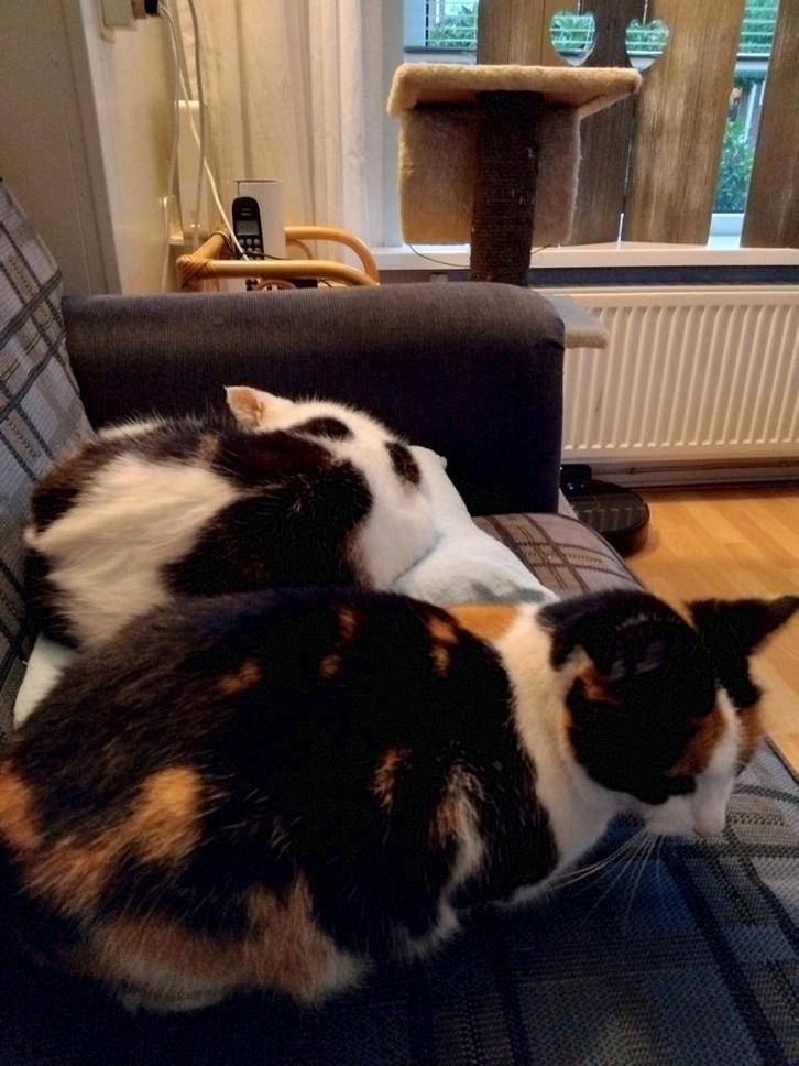 Katten, Dieren en Toebehoren, Katten en Kittens | Overige Katten, Meerdere dieren
