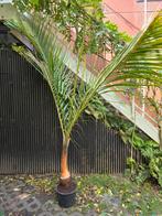 Hyophorbe verschaffeltii spindle palmboom 2,5 meter, Ophalen, 200 cm of meer, Palm, In pot