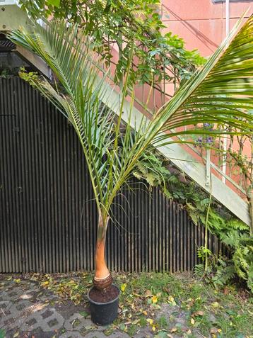 Hyophorbe verschaffeltii spindle palmboom 2,5 meter beschikbaar voor biedingen