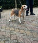 Beagle reu met stamboom!, Dieren en Toebehoren, Honden | Beagles, Bassets en Lopende honden, CDV (hondenziekte), Particulier, 3 tot 5 jaar
