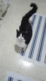 MJM Dogs Foundation: Felicia nog beschikbaar, Poes, Langharig, 0 tot 2 jaar