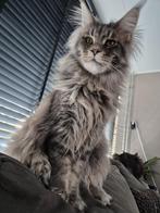 Maine coon kittens, Dieren en Toebehoren, Katten en Kittens | Raskatten | Langhaar, Meerdere dieren, Gechipt