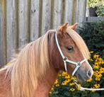 Shetlandpony/shetlander/ enter merrie, Dieren en Toebehoren, Merrie