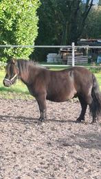 Lieve mooie Shetlander, Dieren en Toebehoren, Pony's, Ruin, Gechipt, A pony (tot 1.17m), 3 tot 6 jaar