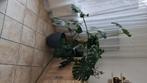 Grote gatenplant, Huis en Inrichting, Ophalen, Overige soorten, In pot, 150 tot 200 cm