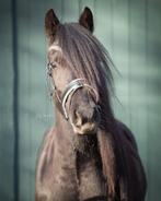 Verzorger gezocht / verzorgpony aangeboden!, Ophalen, Nieuw