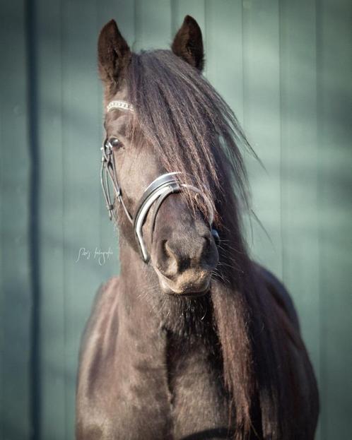 Verzorger gezocht / verzorgpony aangeboden!, Dieren en Toebehoren, Paarden en Pony's | Verzorgingsproducten, Nieuw, Ophalen