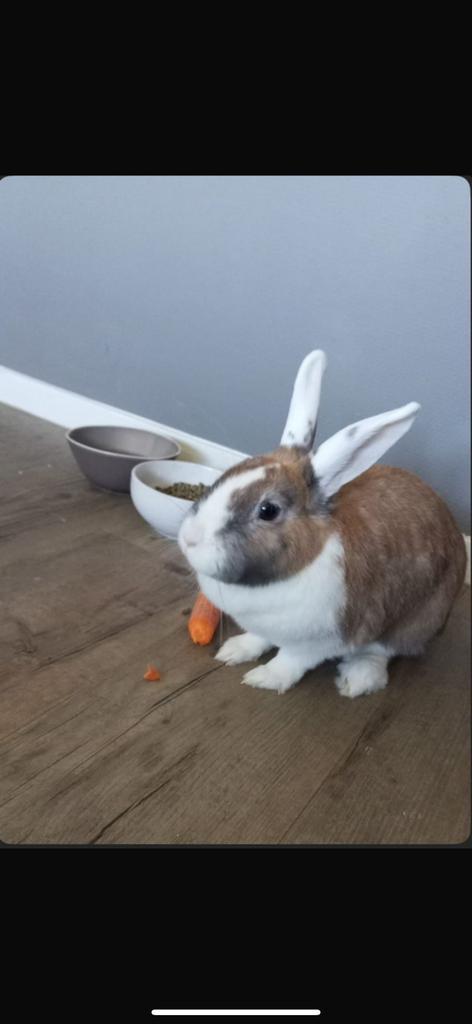 Lief aanhankelijk konijntje, Dieren en Toebehoren, Konijnen, Middelgroot, Vrouwelijk, 0 tot 2 jaar