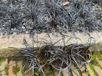 Slangenbaard zwart siergras Ophiopogon niger, Tuin en Terras, Planten | Tuinplanten, Ophalen of Verzenden, Siergrassen, Volle zon