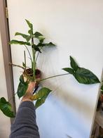 Syngonium Mottled Mojito, Huis en Inrichting, Kamerplanten, Ophalen of Verzenden, Halfschaduw, Minder dan 100 cm