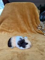 Lieve jonge schimmel cavia beertjes te koop, Dieren en Toebehoren, Knaagdieren, Cavia, Mannelijk, November, Tam