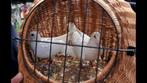 Bruidsduiven trouwduiven duiven bruiloft trouw witte wit xxl, Dieren en Toebehoren, Vogels | Duiven, Meerdere dieren, Overige soorten