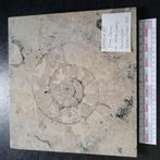 Ammoniet doorsnede solnhofener plaatkalk 19 cm, Ophalen of Verzenden, Fossiel