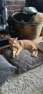 Lieve, speelse rode kitten (kater) aangeboden, Dieren en Toebehoren, Katten en Kittens | Overige Katten, Kater, Kortharig, 0 tot 2 jaar