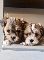 Lieve shihtzu/maltezer pup, teefje ️gereserveerd!, Maltezer, 8 tot 15 weken, Teef, Parvo