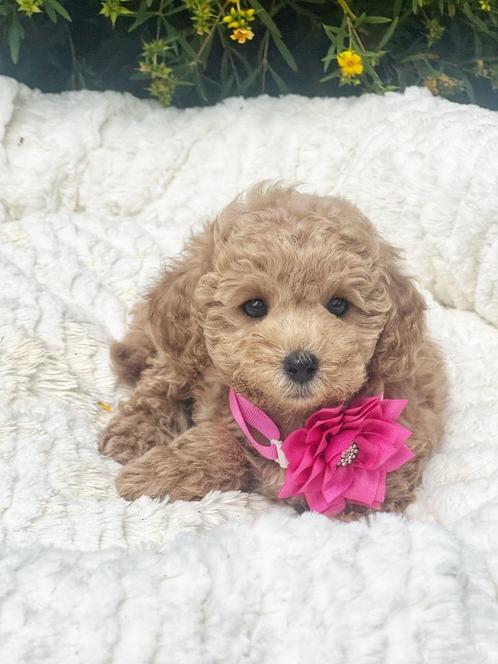 Hier geboren Poedeltjes verschillende kleuren, Dieren en Toebehoren, Honden | Chihuahua's en Gezelschapshonden, Meerdere dieren