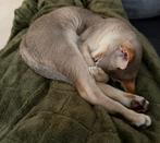 2 zeldzame Singapura katers (8 mnd, gecastreerd, met stamb.), Kater, Gechipt, 0 tot 2 jaar